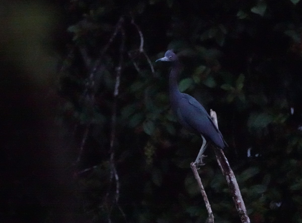 Little Blue Heron - ML640012725