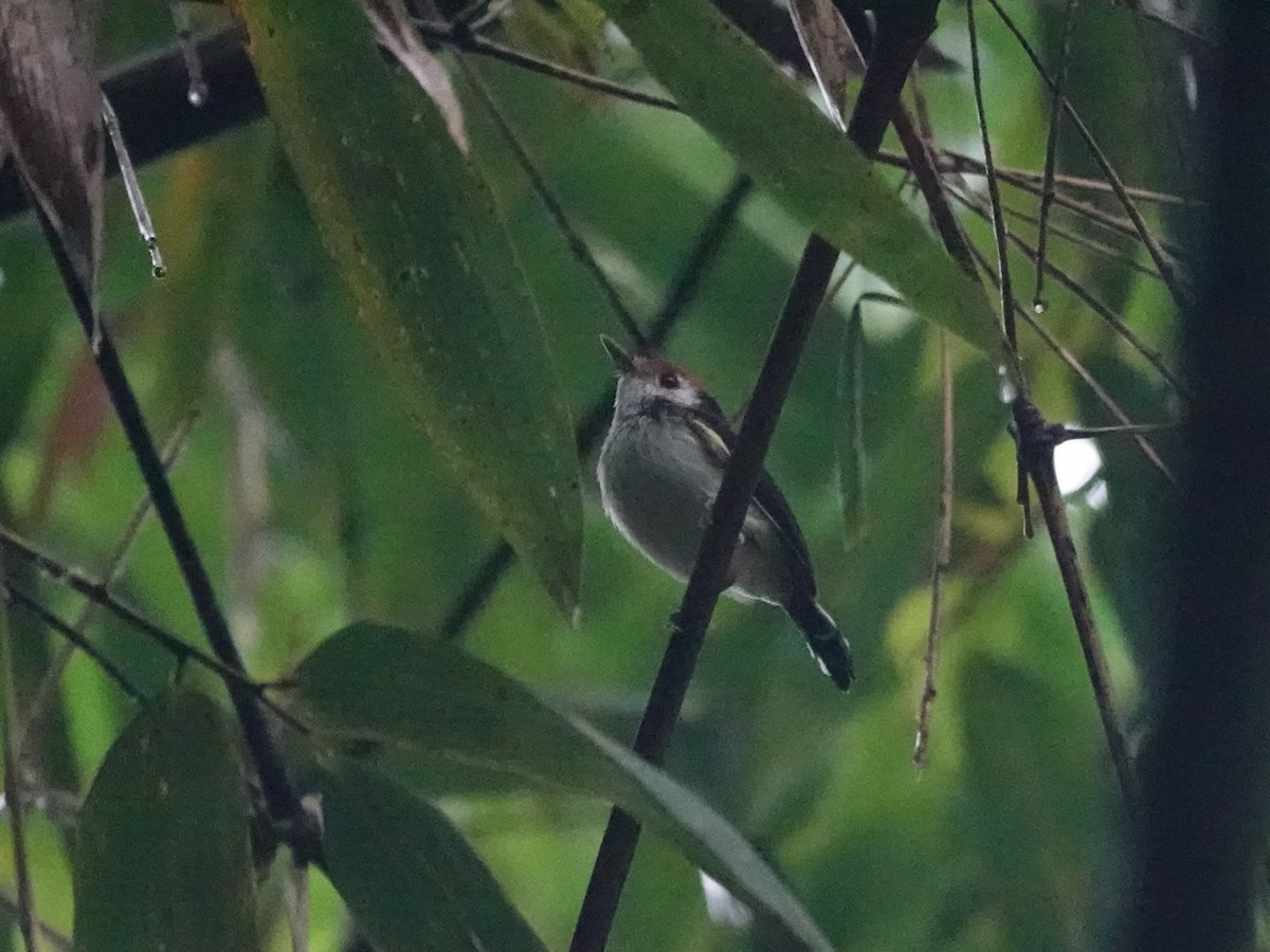 White-cheeked Tody-Flycatcher - ML640012735