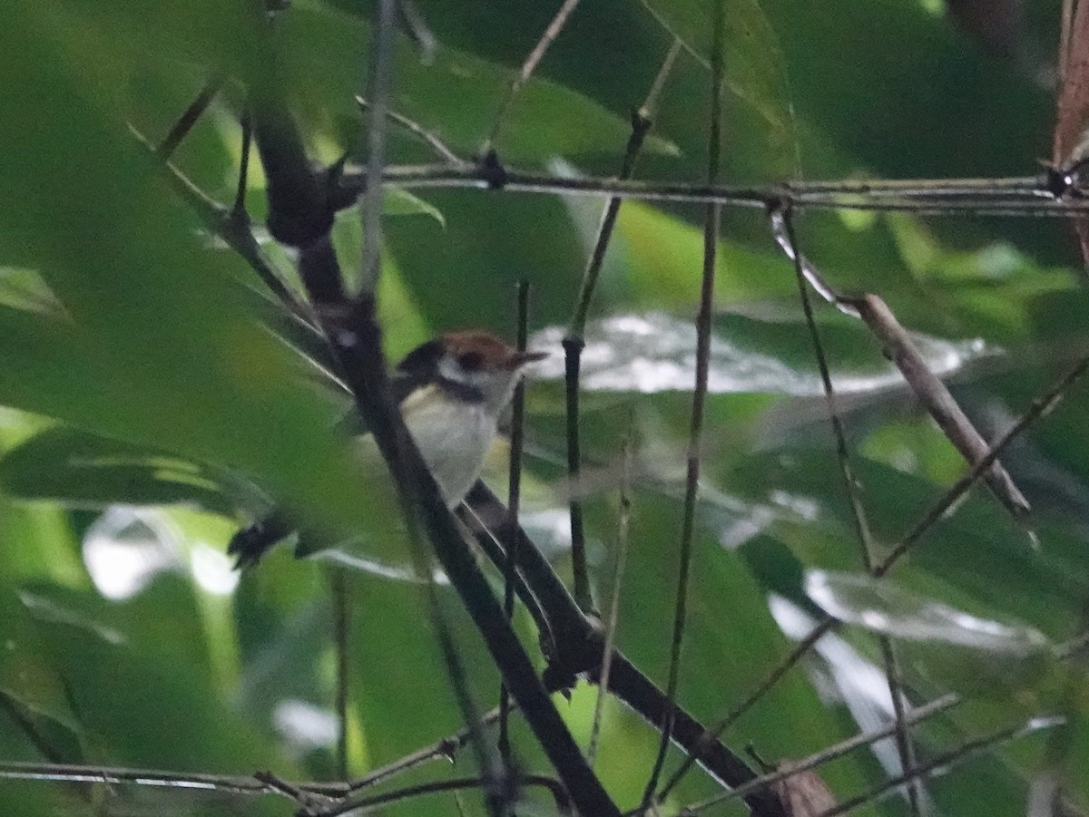 White-cheeked Tody-Flycatcher - ML640012736