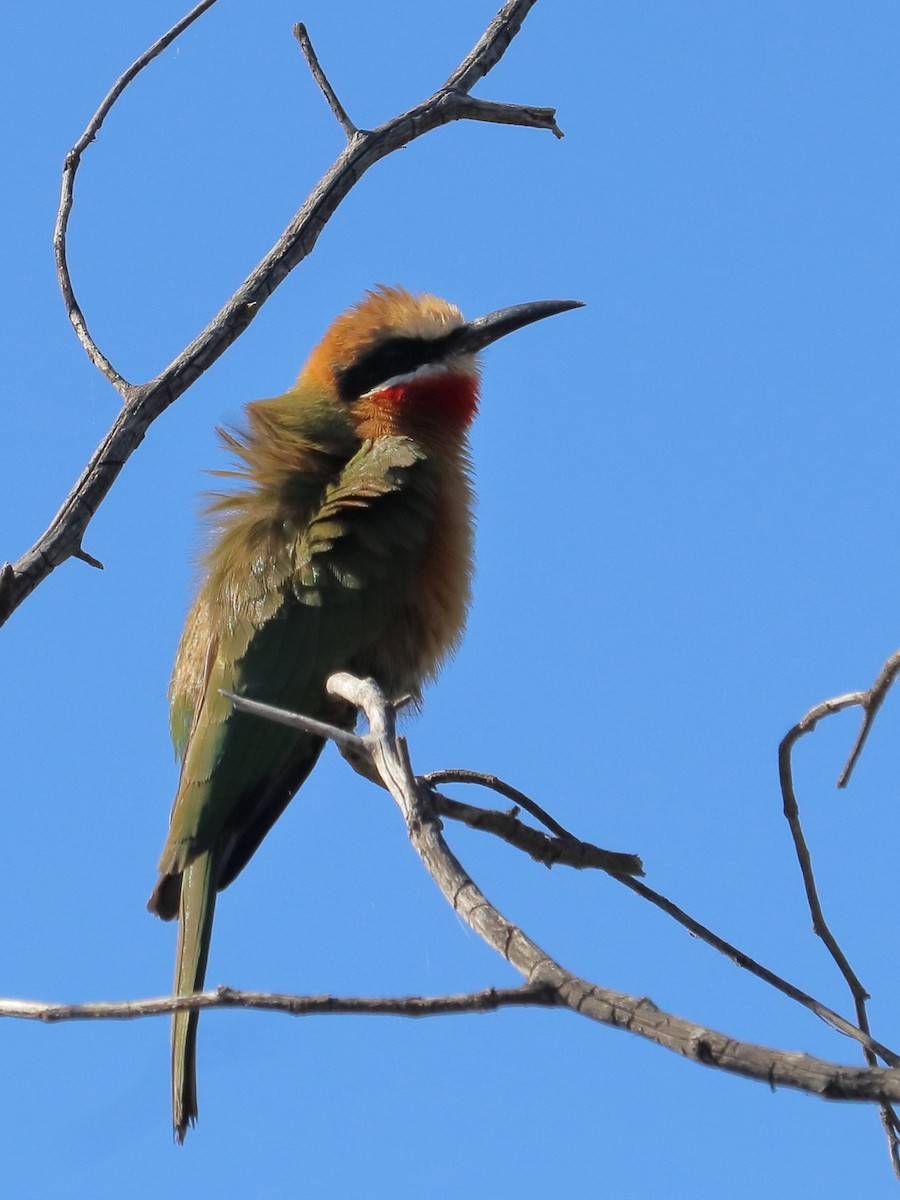 White-fronted Bee-eater - ML640012794