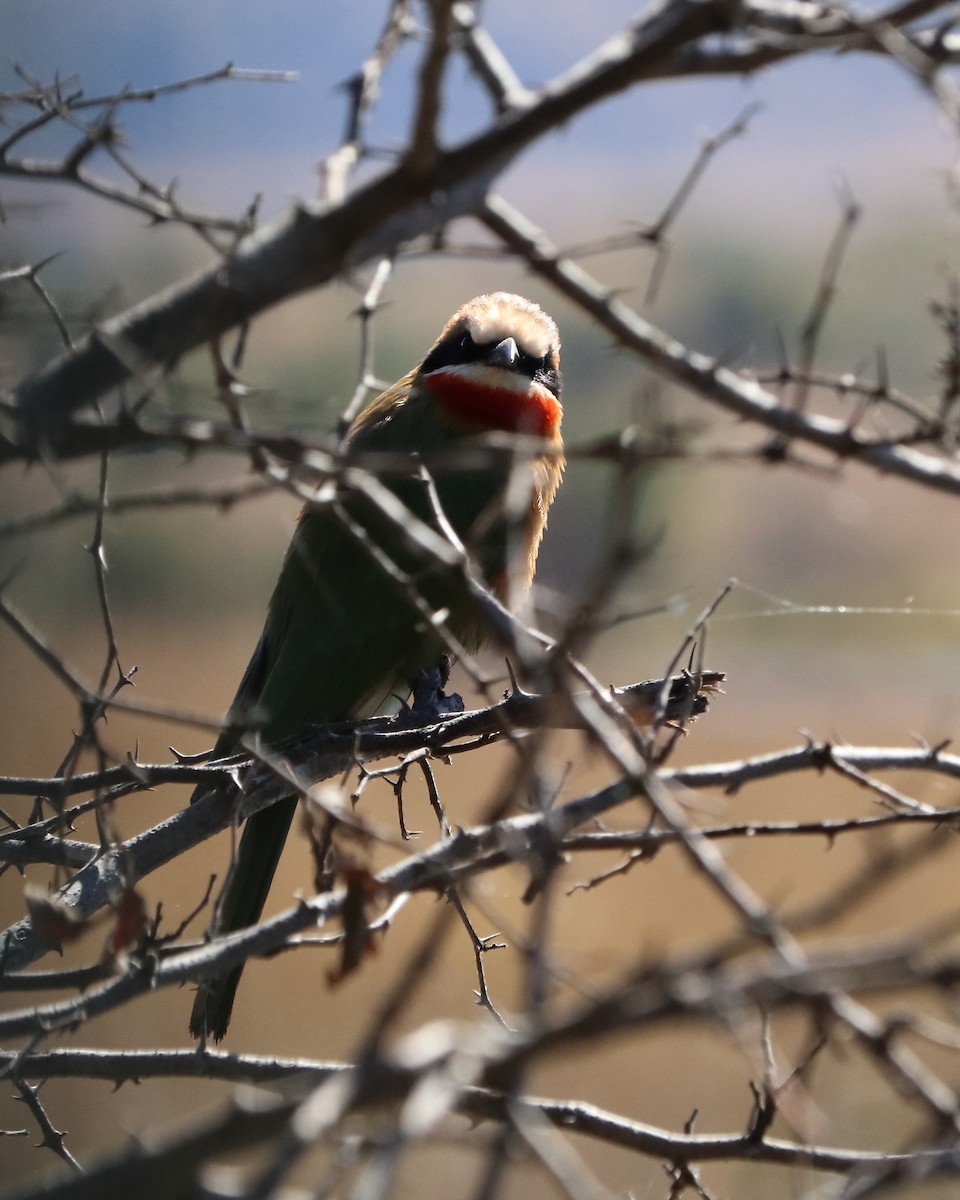 White-fronted Bee-eater - ML640012795