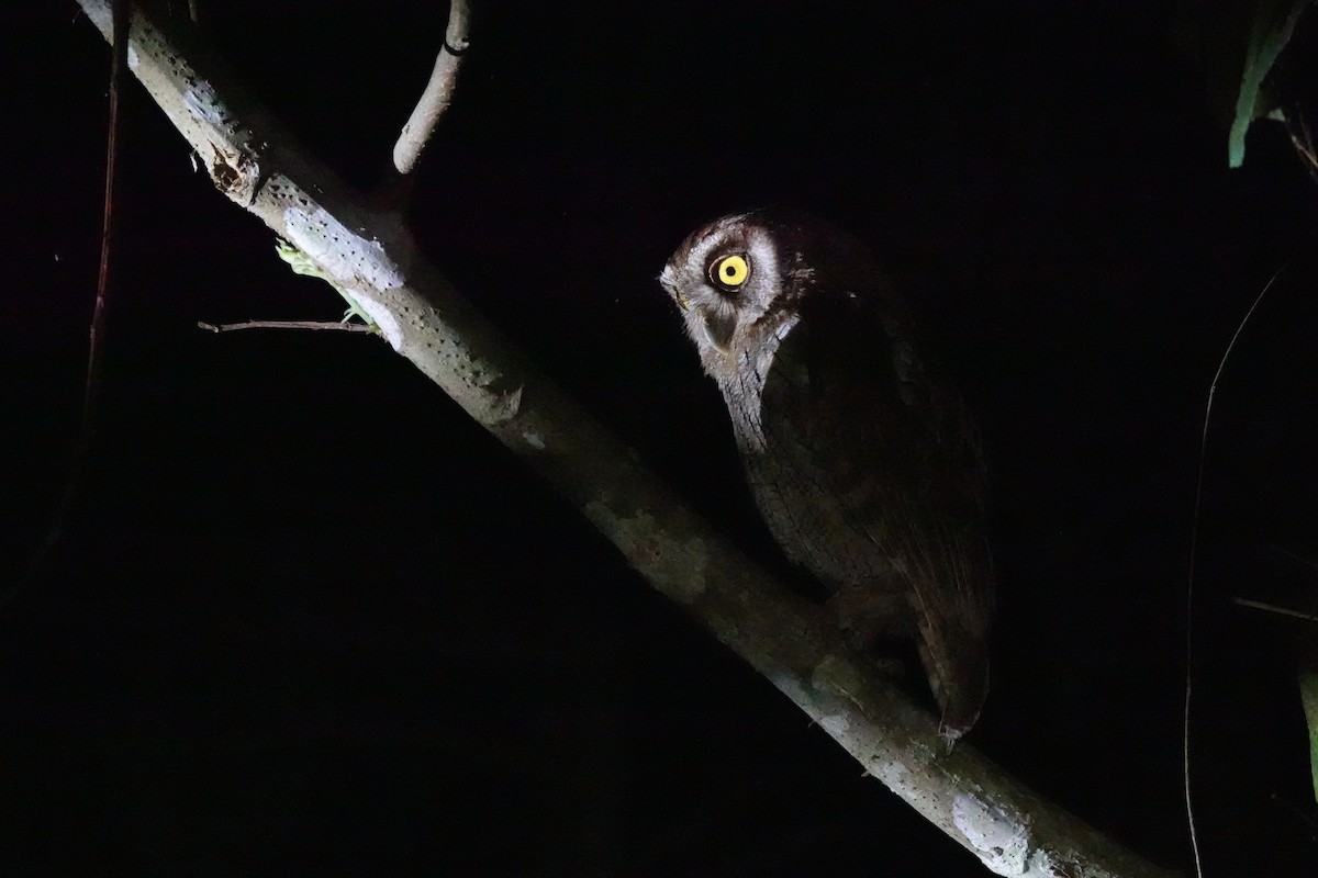 Tropical Screech-Owl - ML640012808