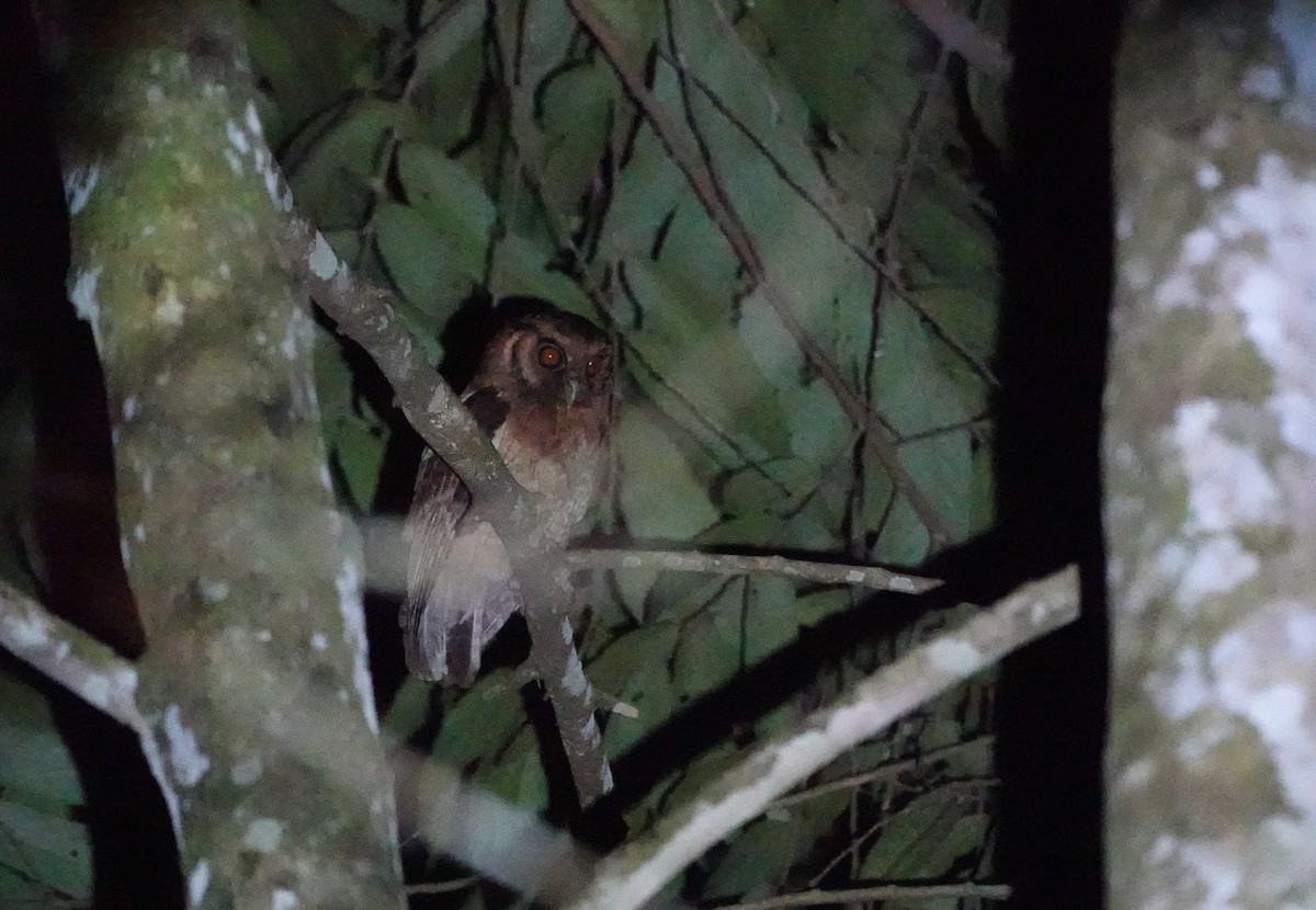 Tawny-bellied Screech-Owl - ML640012817