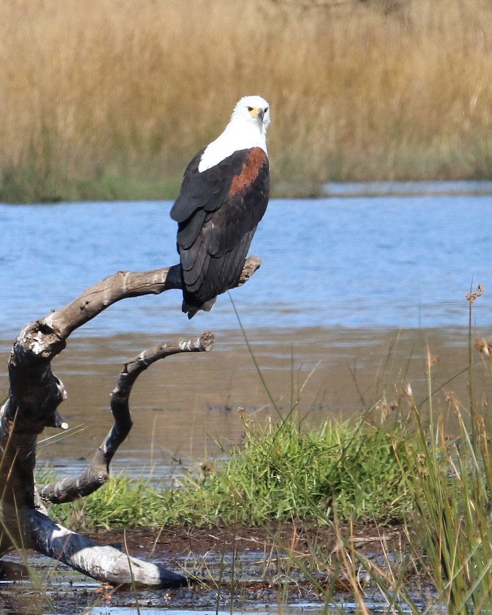 African Fish-Eagle - ML640012826