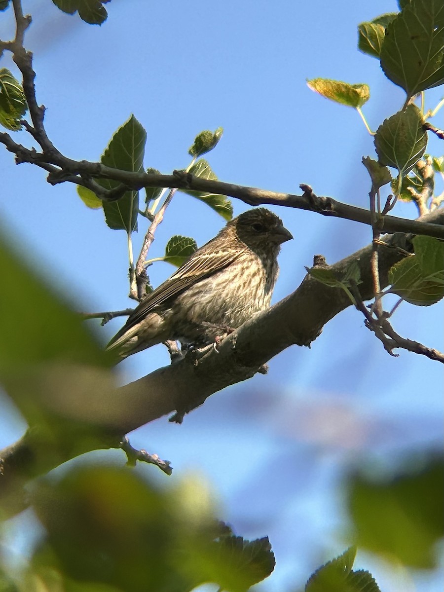 House Finch - ML640012835