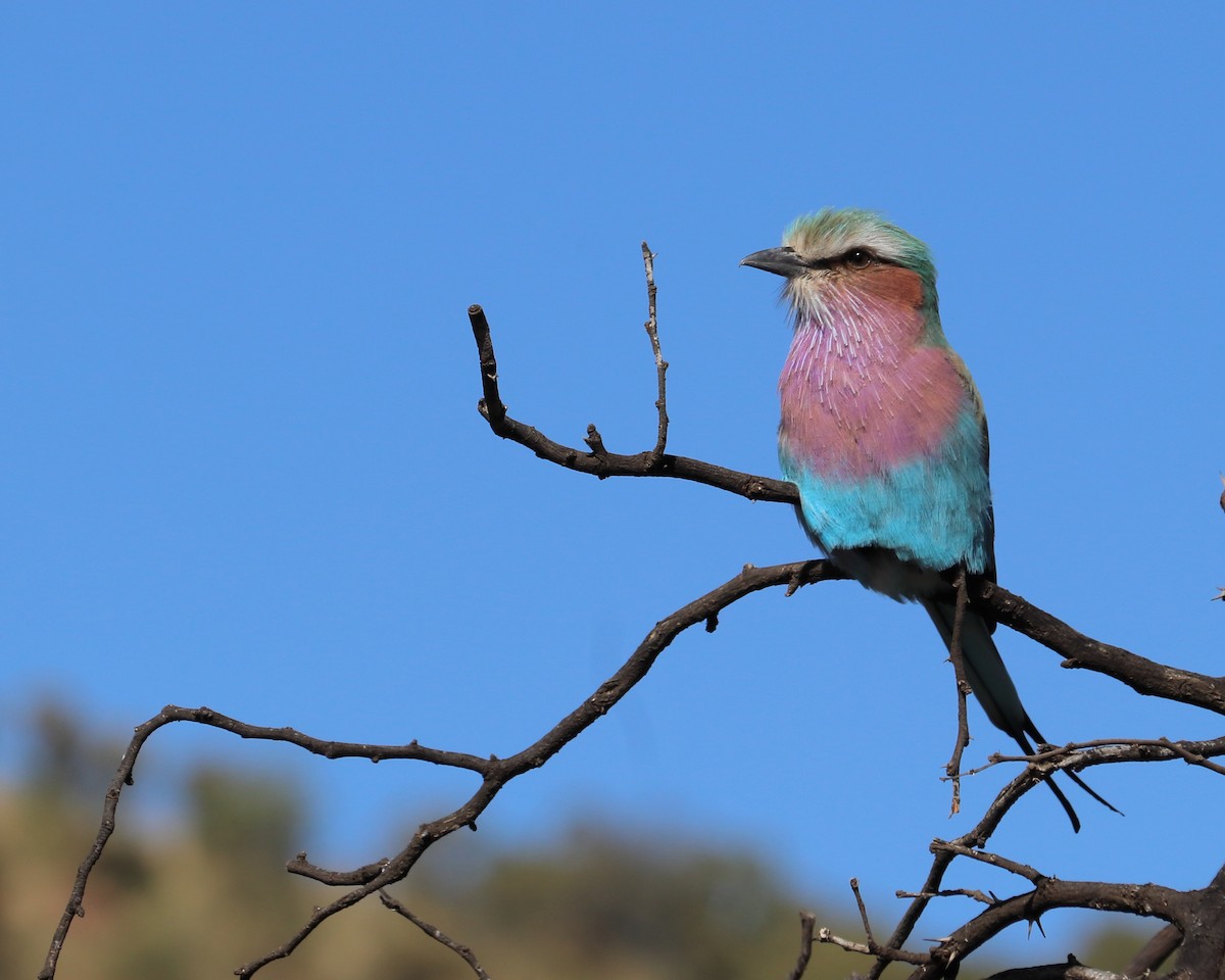 Lilac-breasted Roller - ML640012856