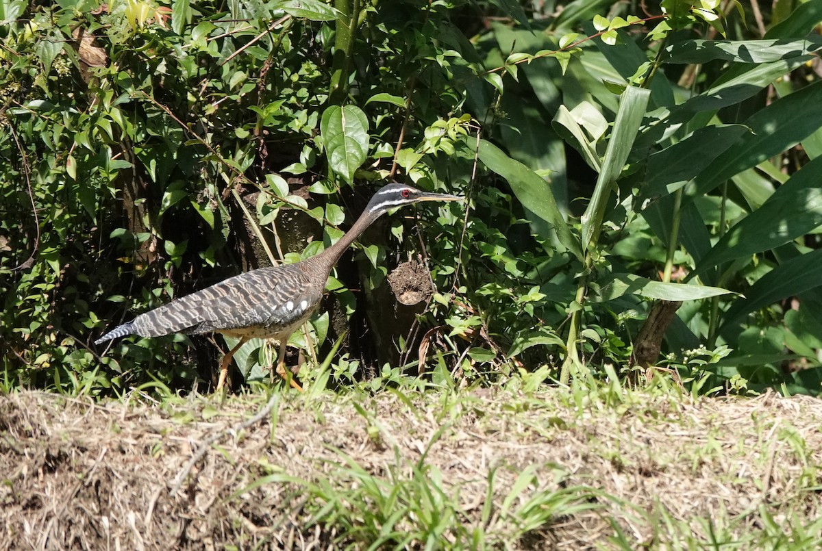 Sunbittern - ML640012874