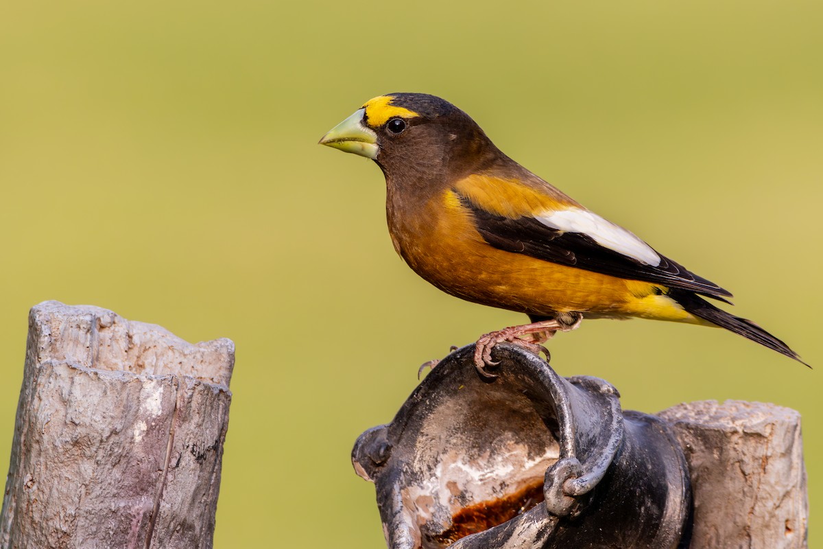 Evening Grosbeak - ML640012886