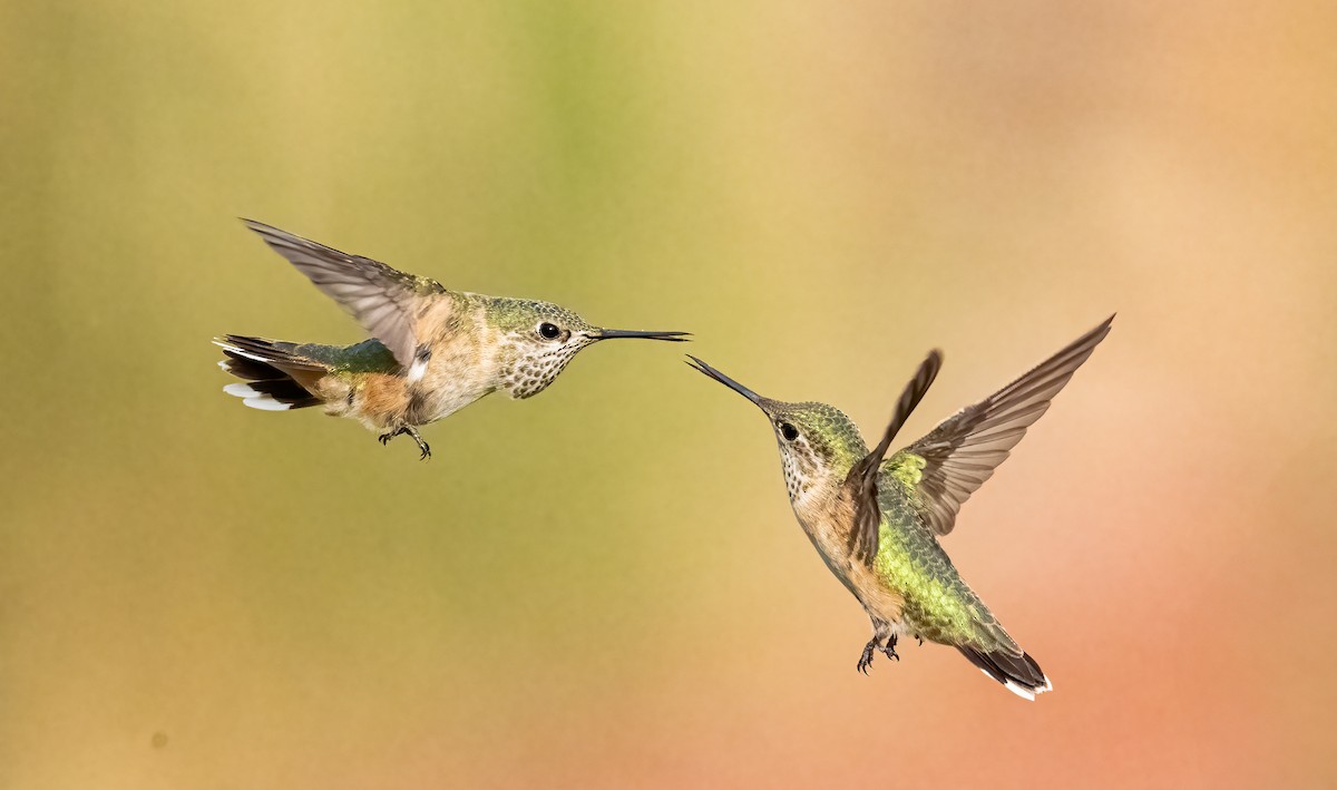 Calliope Hummingbird - ML640012915