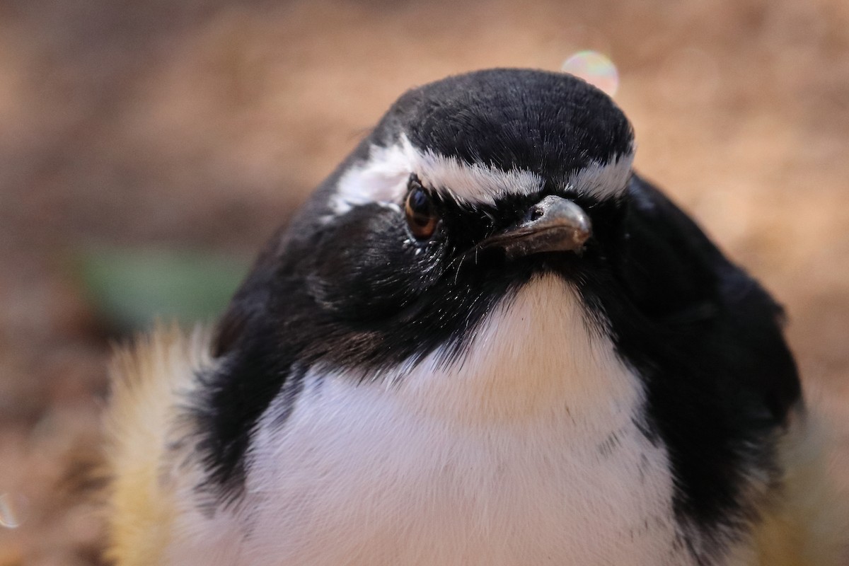 White-throated Robin-Chat - ML640012922