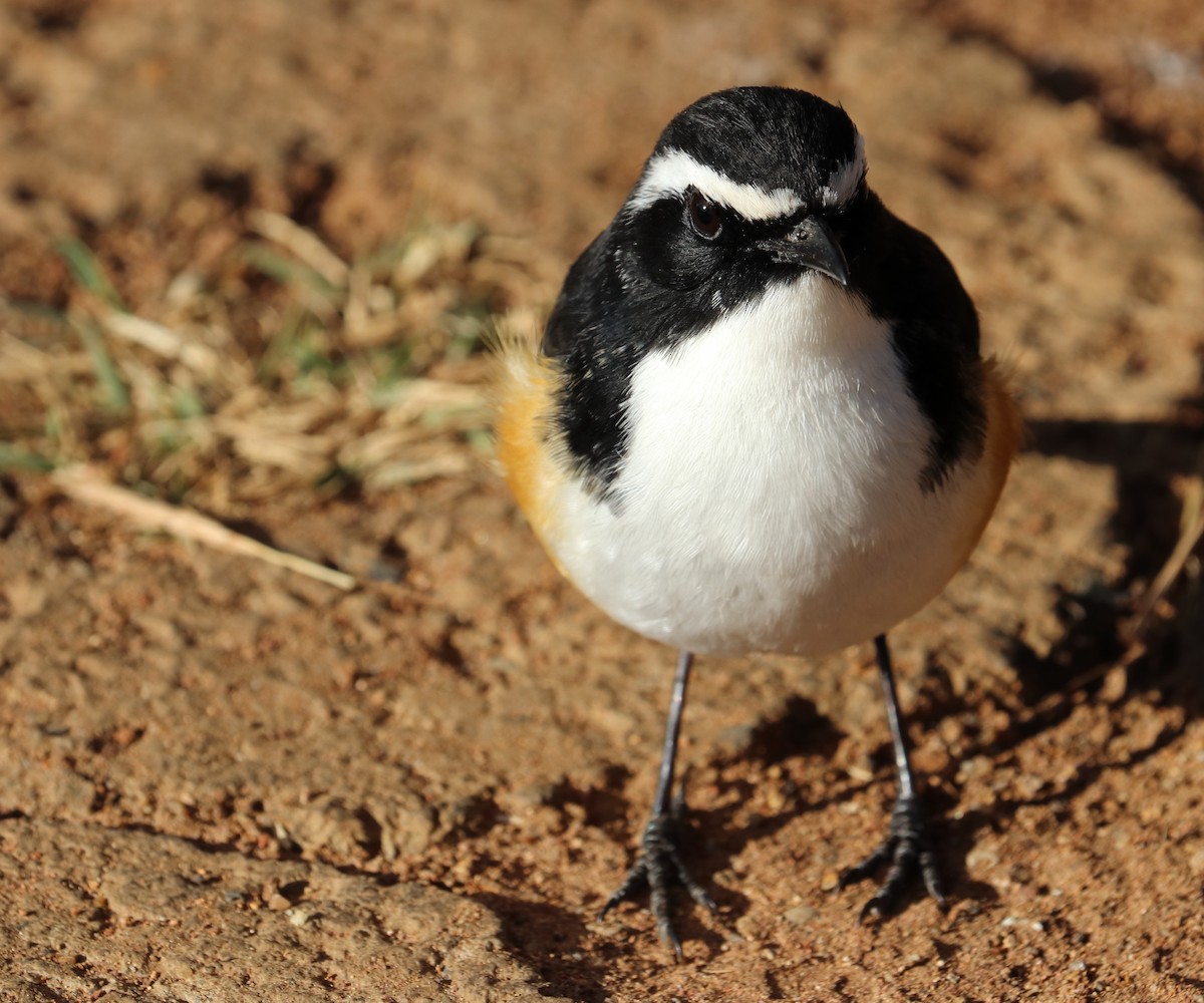 White-throated Robin-Chat - ML640012923