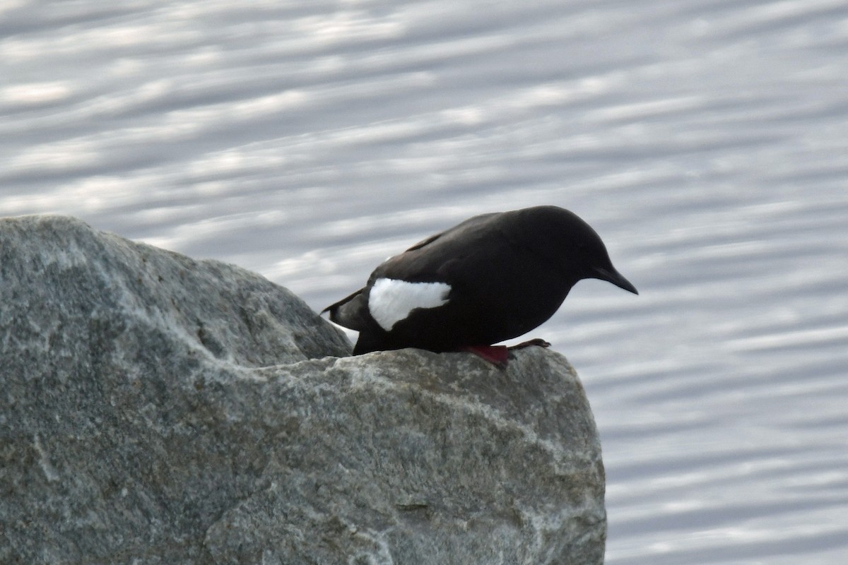 Guillemot à miroir - ML640012925