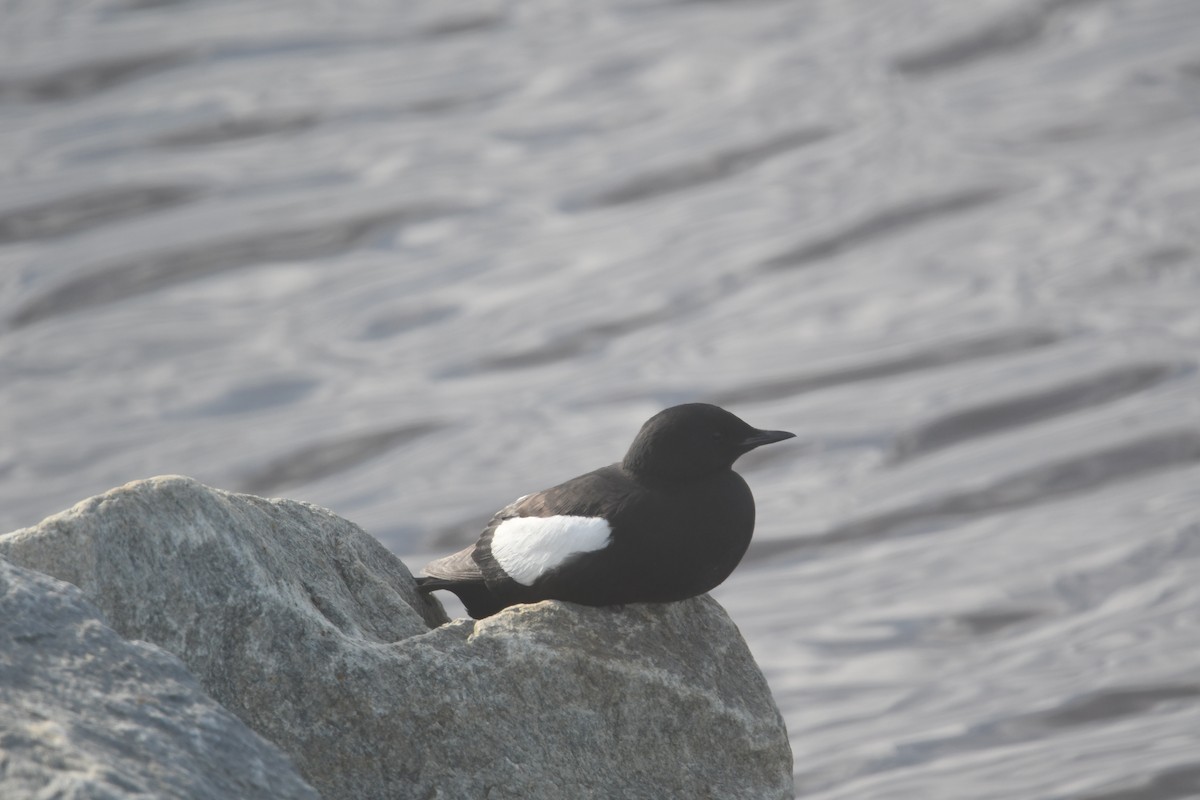 Guillemot à miroir - ML640012927