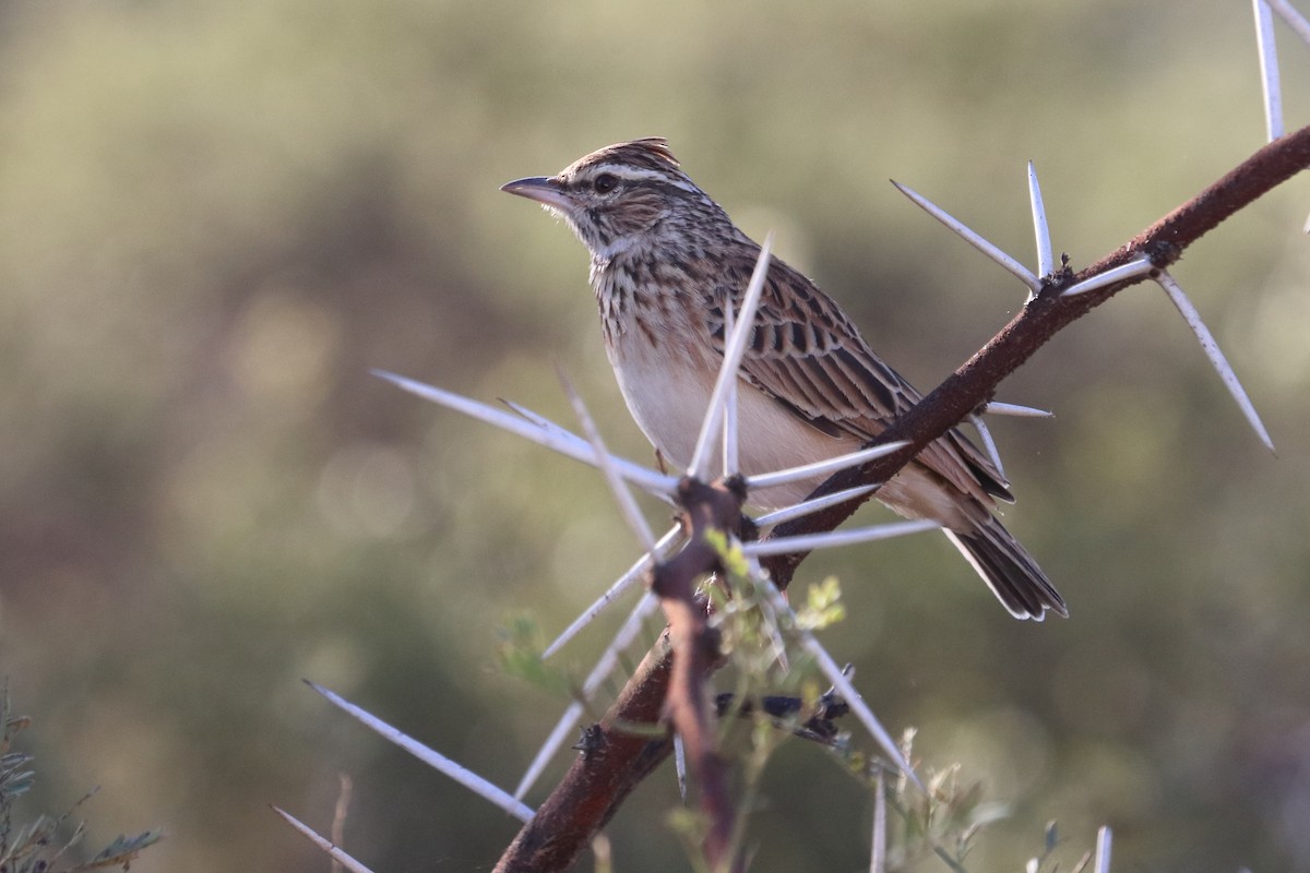 Sabota Lark - ML640012929