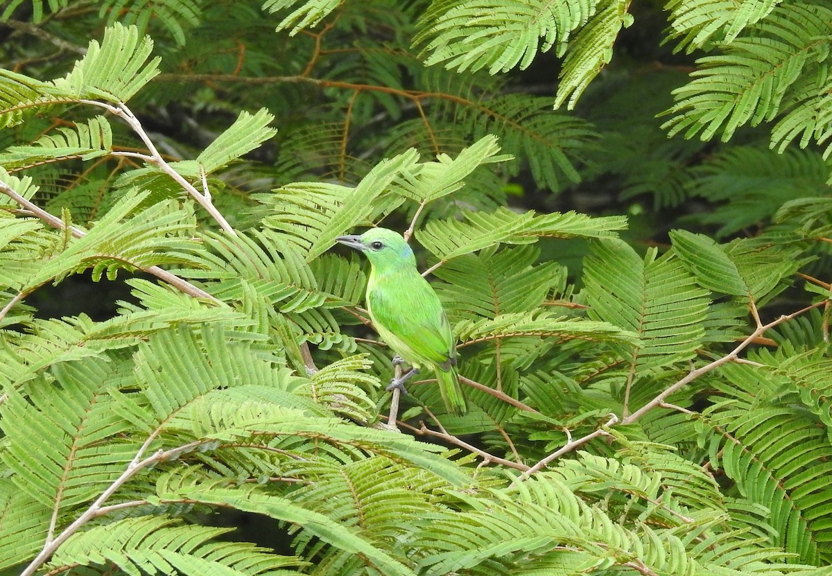 Green Shrike-Vireo - ML640012977