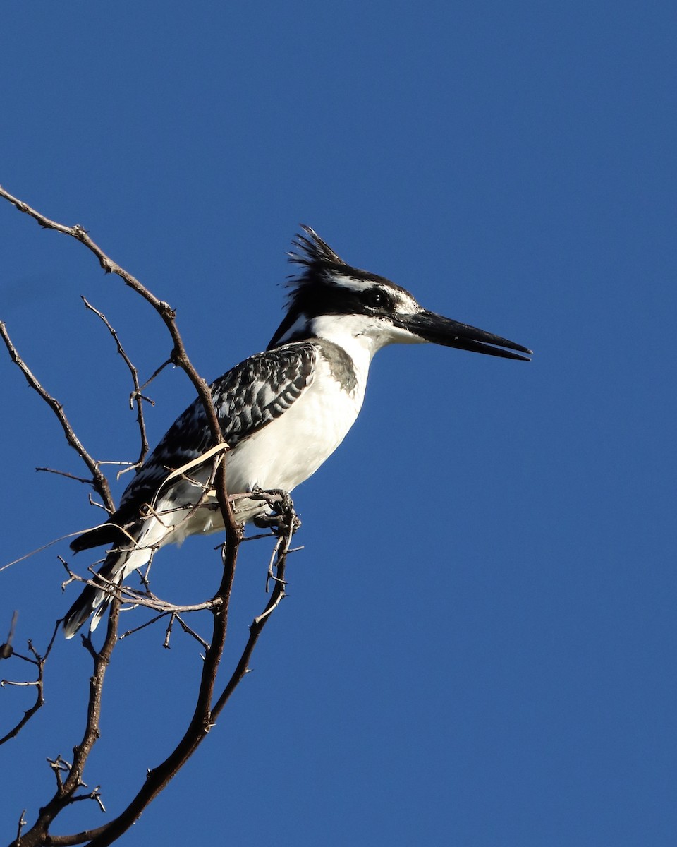 Pied Kingfisher - ML640013027
