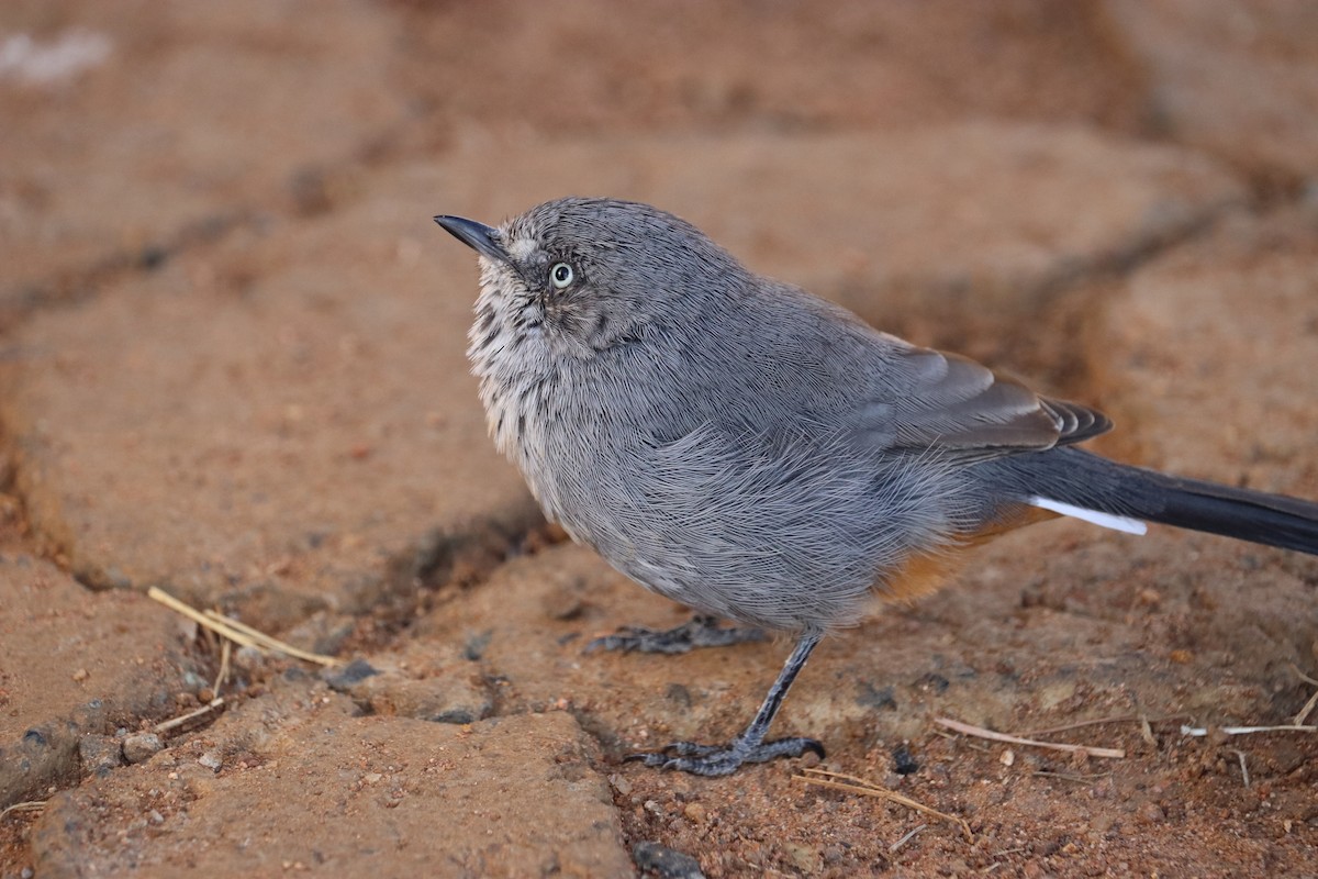 Chestnut-vented Warbler - ML640013036
