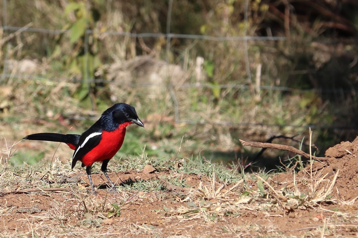 Crimson-breasted Gonolek - ML640013041