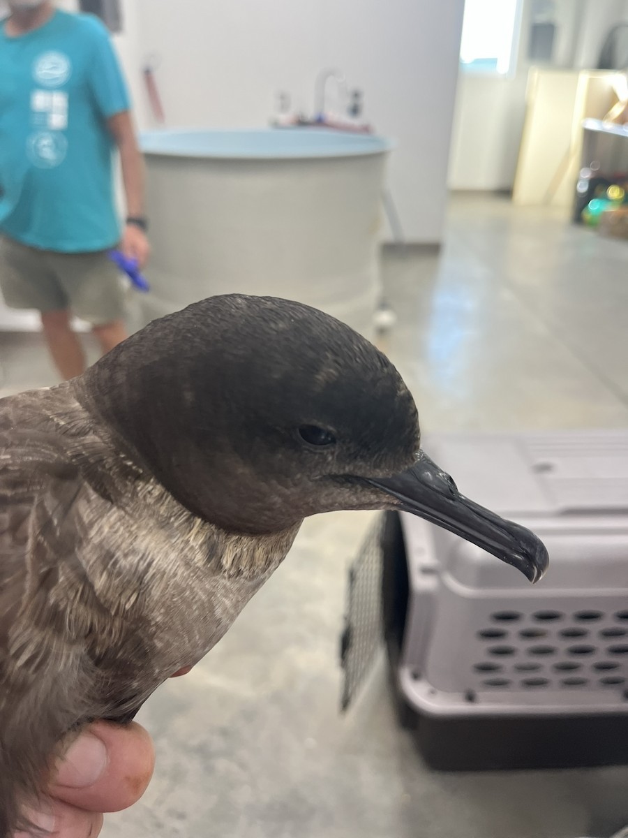 Sooty Shearwater - ML640013047