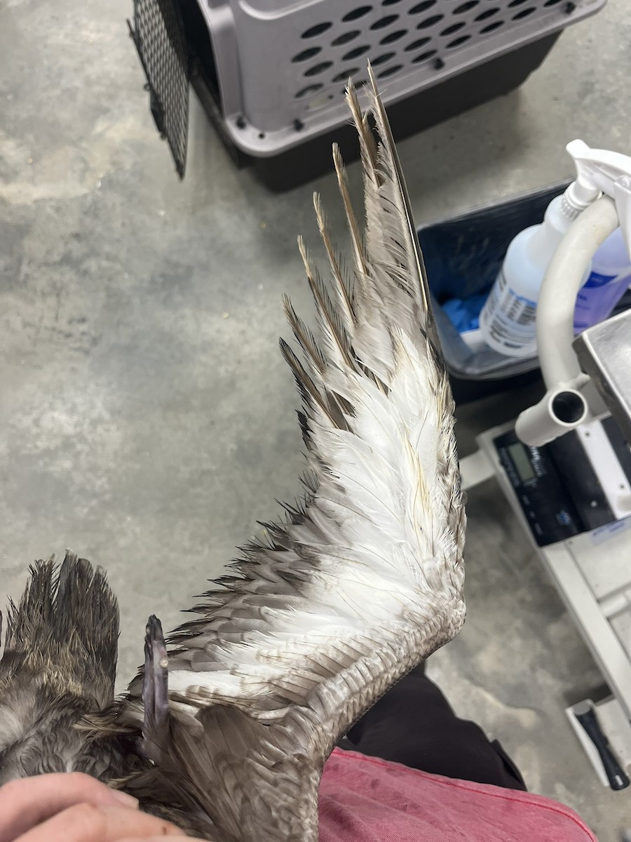 Sooty Shearwater - ML640013048