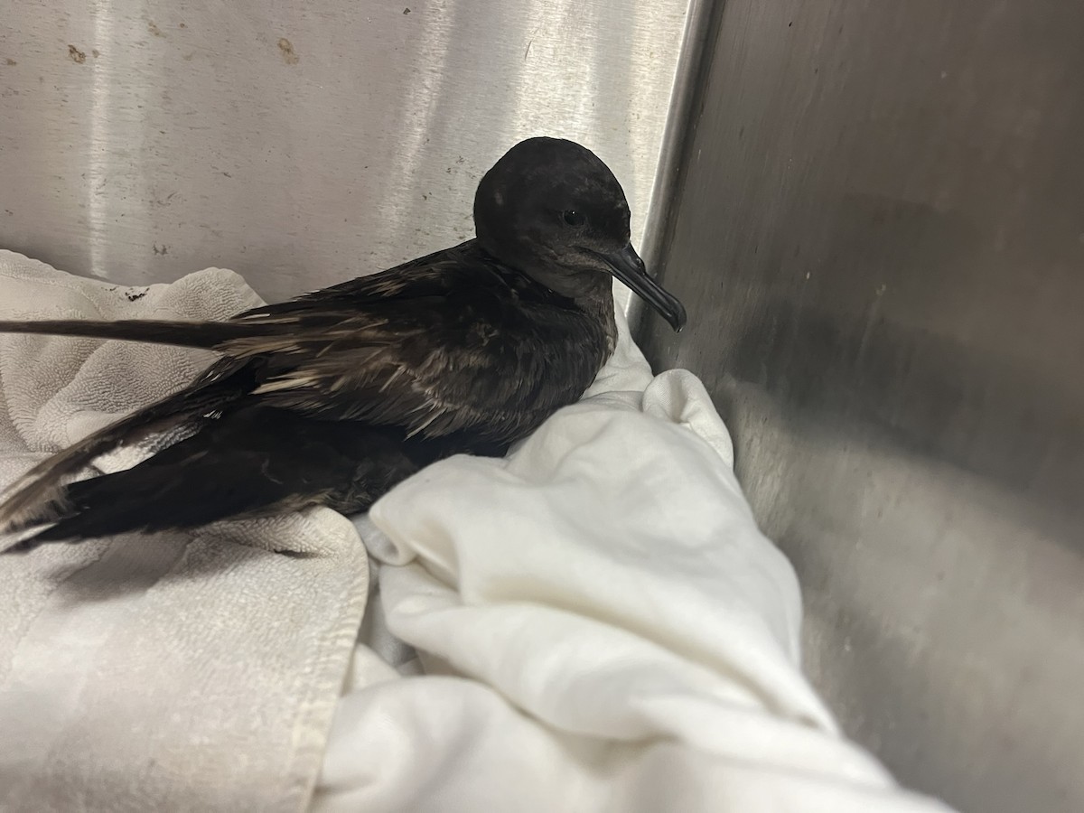 Sooty Shearwater - ML640013049