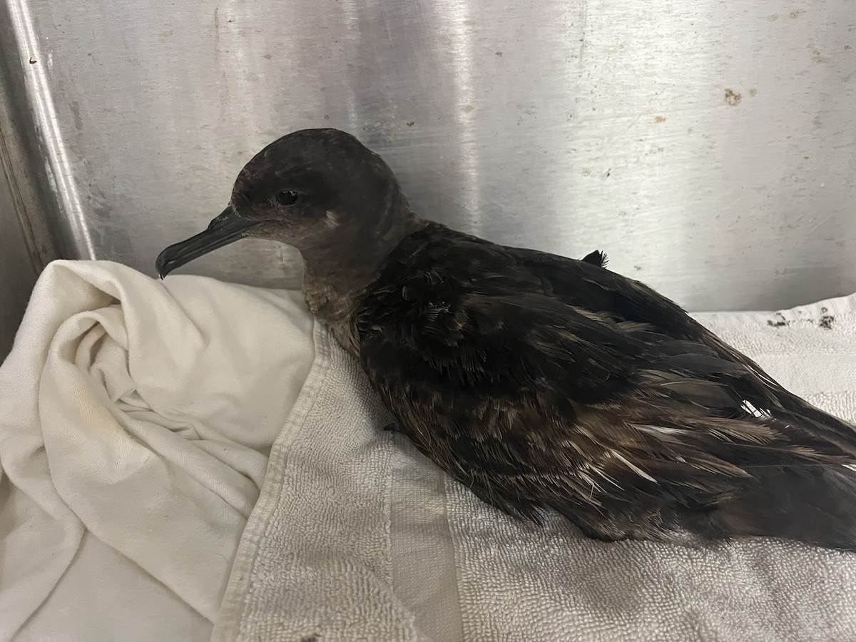 Sooty Shearwater - ML640013050