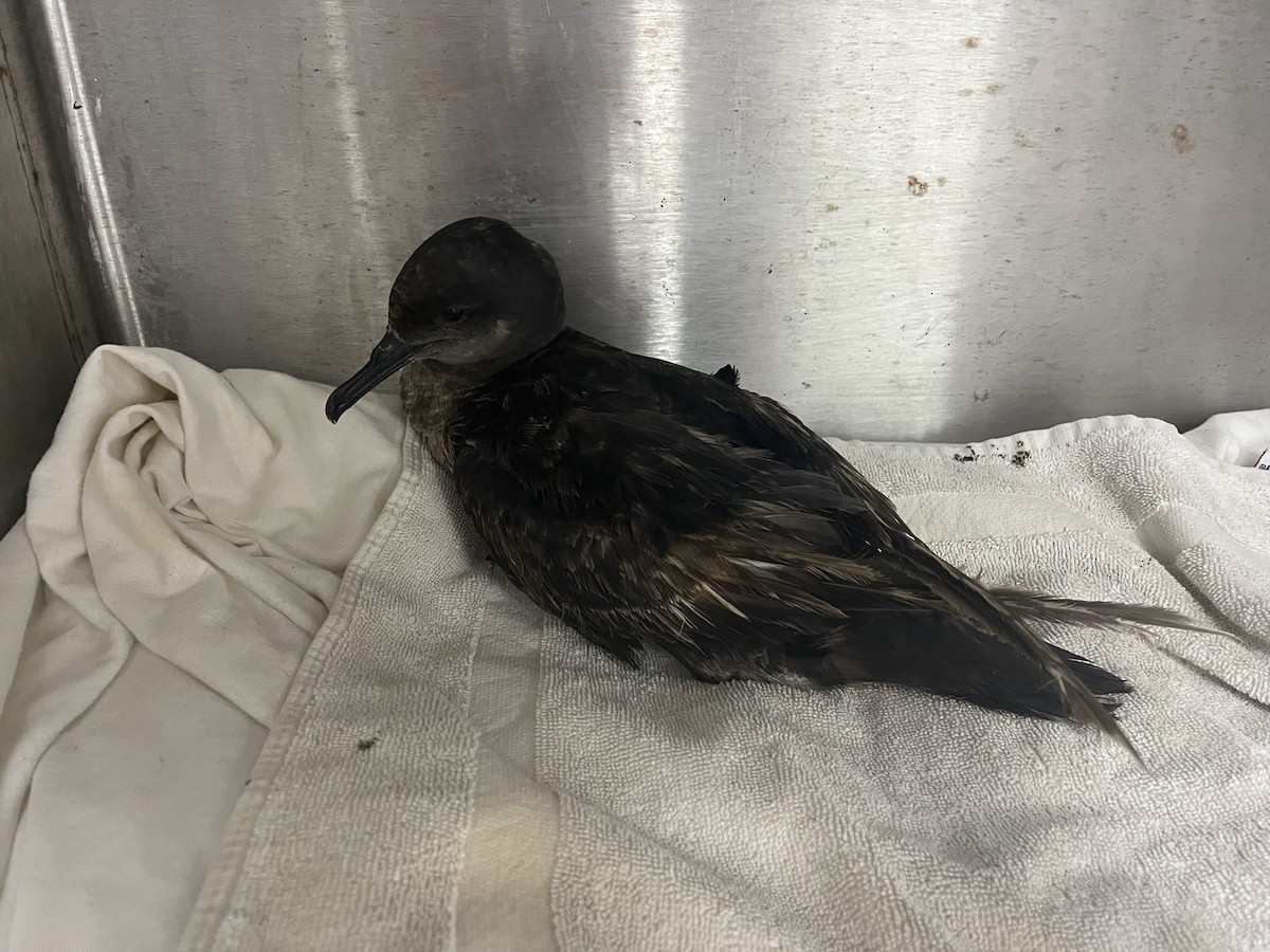 Sooty Shearwater - ML640013051