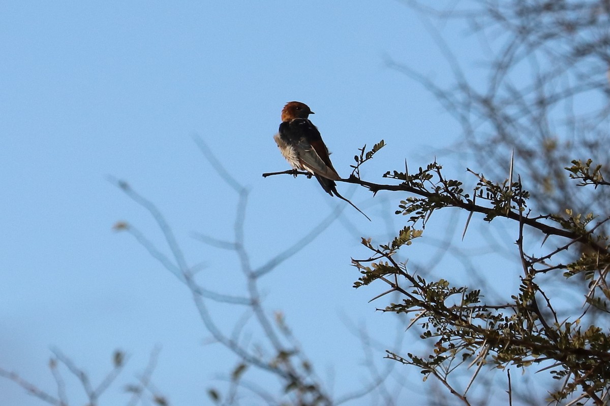 Lesser Striped Swallow - ML640013060