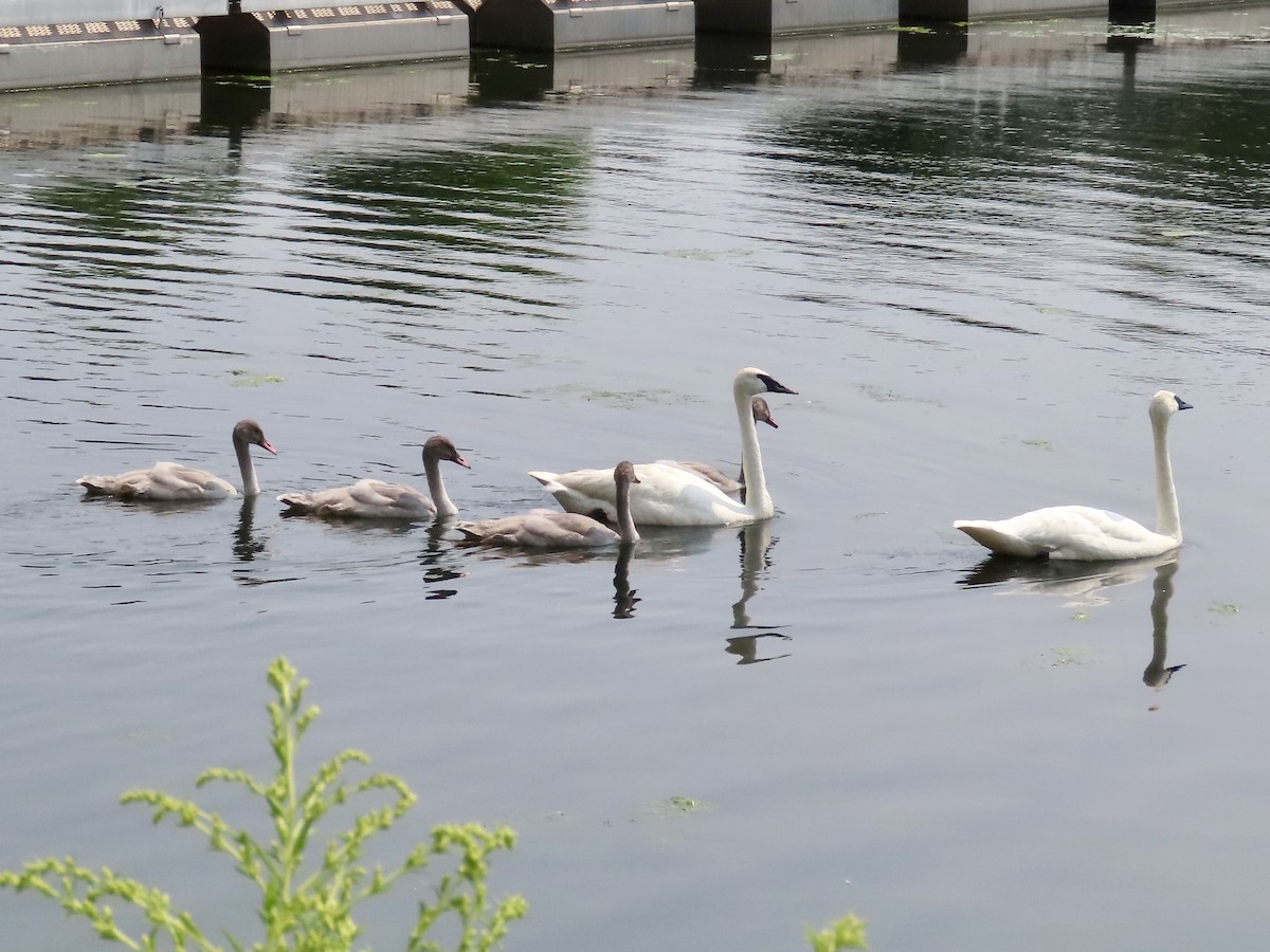 Cygne trompette - ML640013109