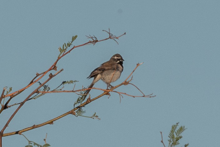 Black-throated Sparrow - ML640013115