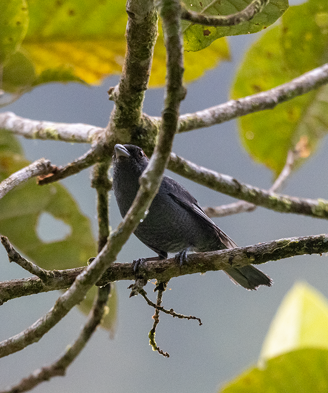 Slaty Tanager - ML640013147
