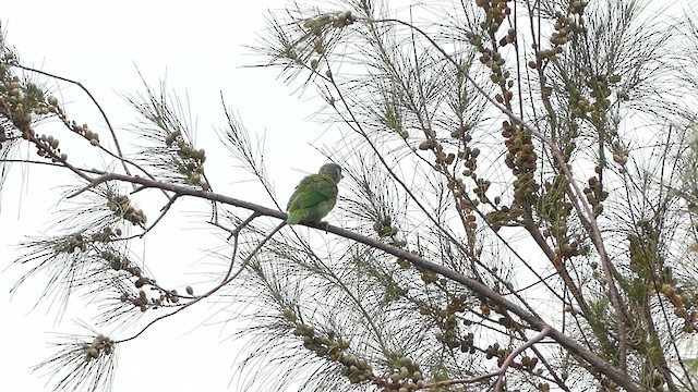 Taiwan Barbet - ML640013231