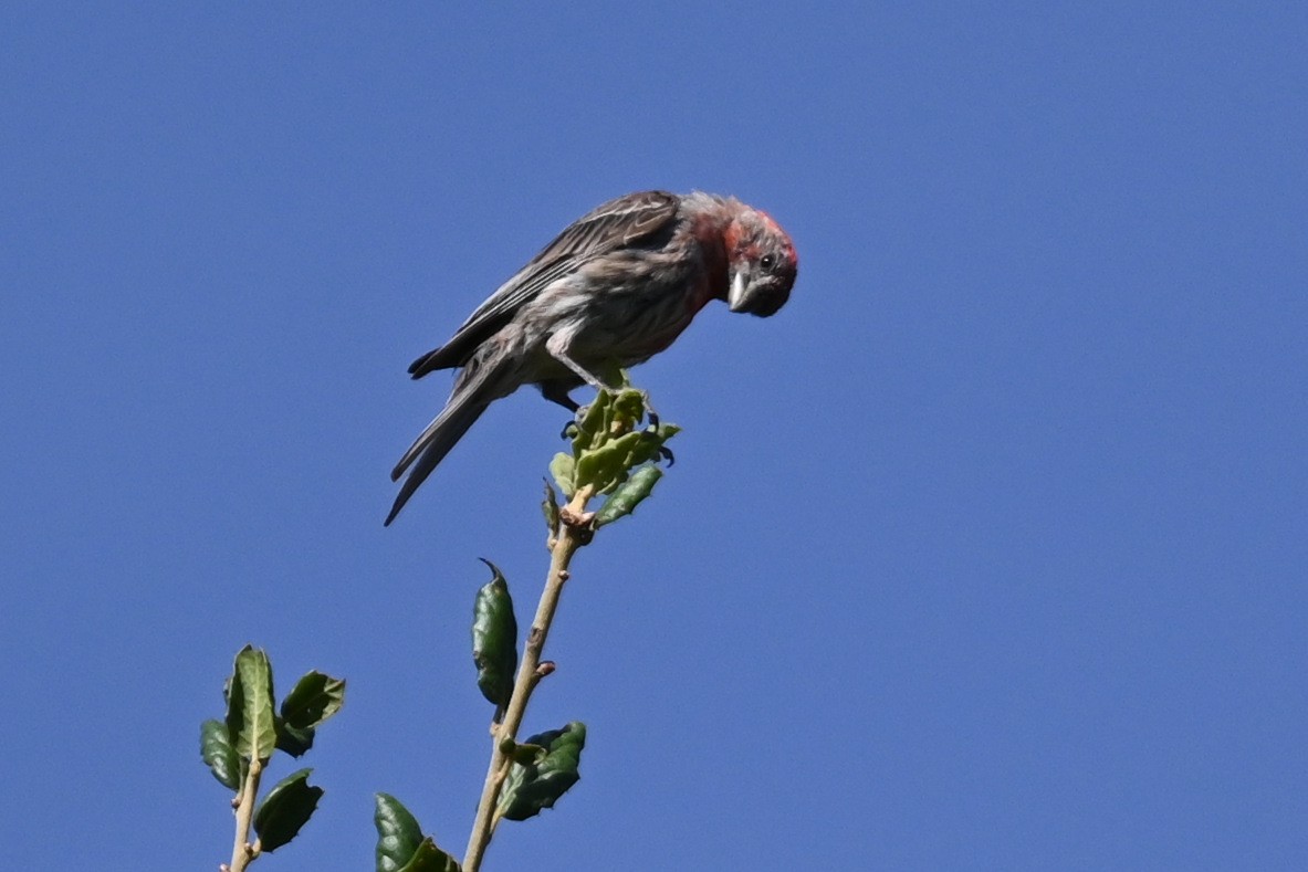 House Finch - ML640013256