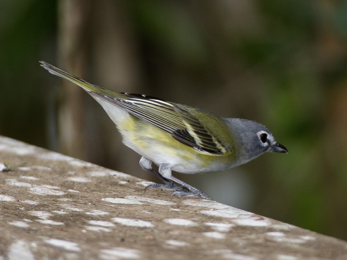 Blue-headed Vireo - ML640013268