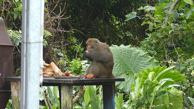 Formosan Rock Macaque - ML640013269