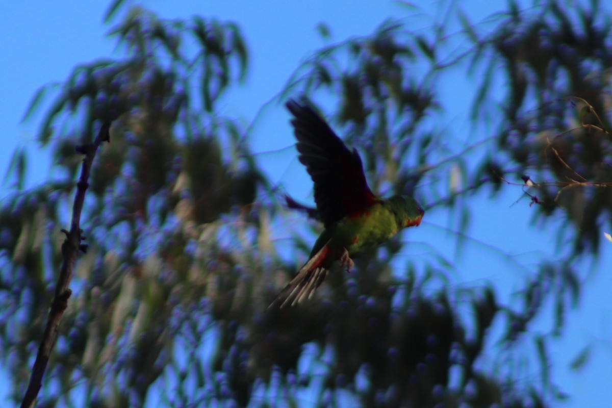 Swift Parrot - ML640013273