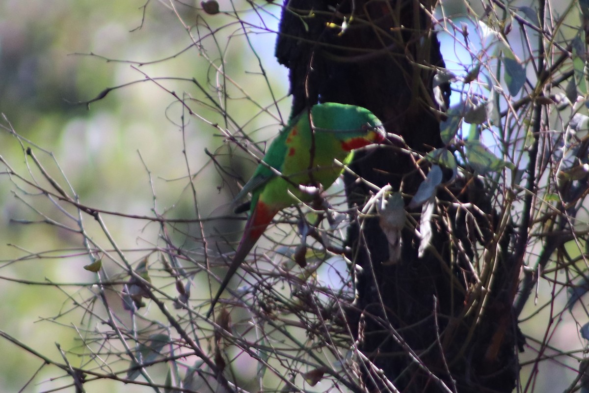 Swift Parrot - ML640013274