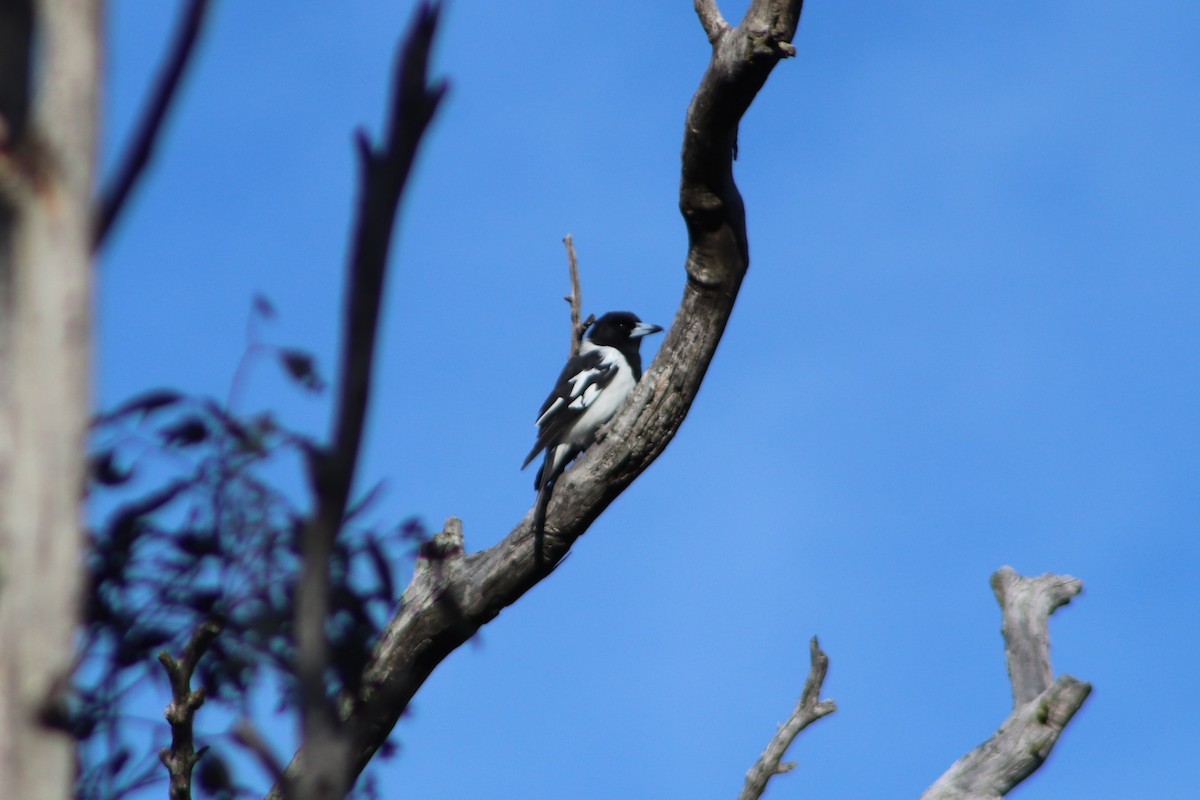 Pied Butcherbird - ML640013290