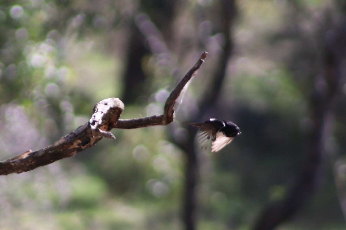 Willie-wagtail - ML640013311