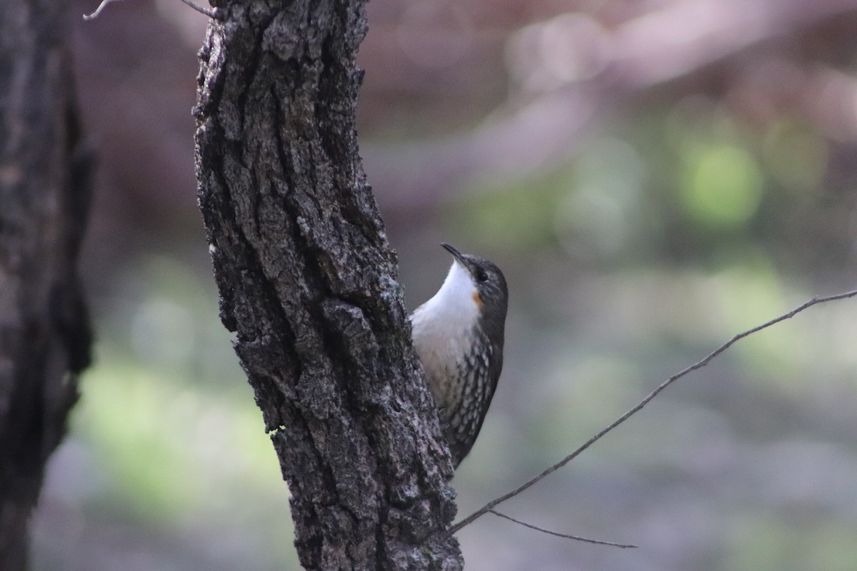 White-throated Treecreeper - ML640013333