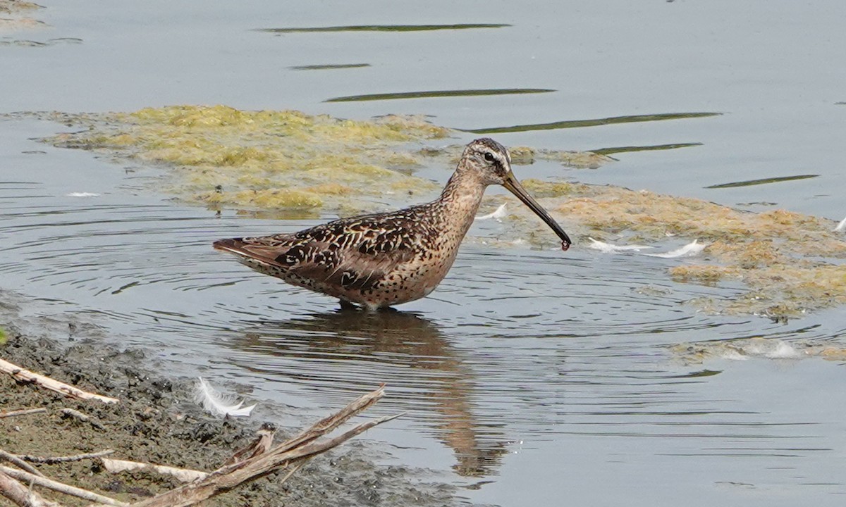Short-billed Dowitcher - ML640013347