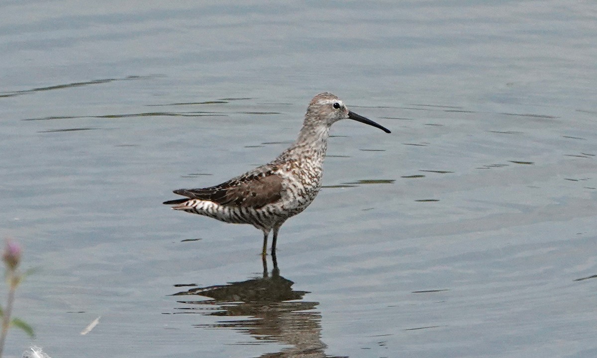 Stilt Sandpiper - ML640013363