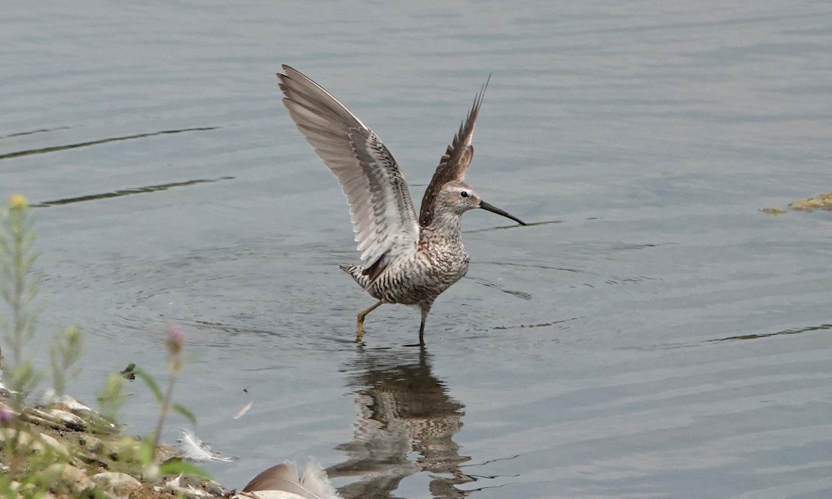 Stilt Sandpiper - ML640013364
