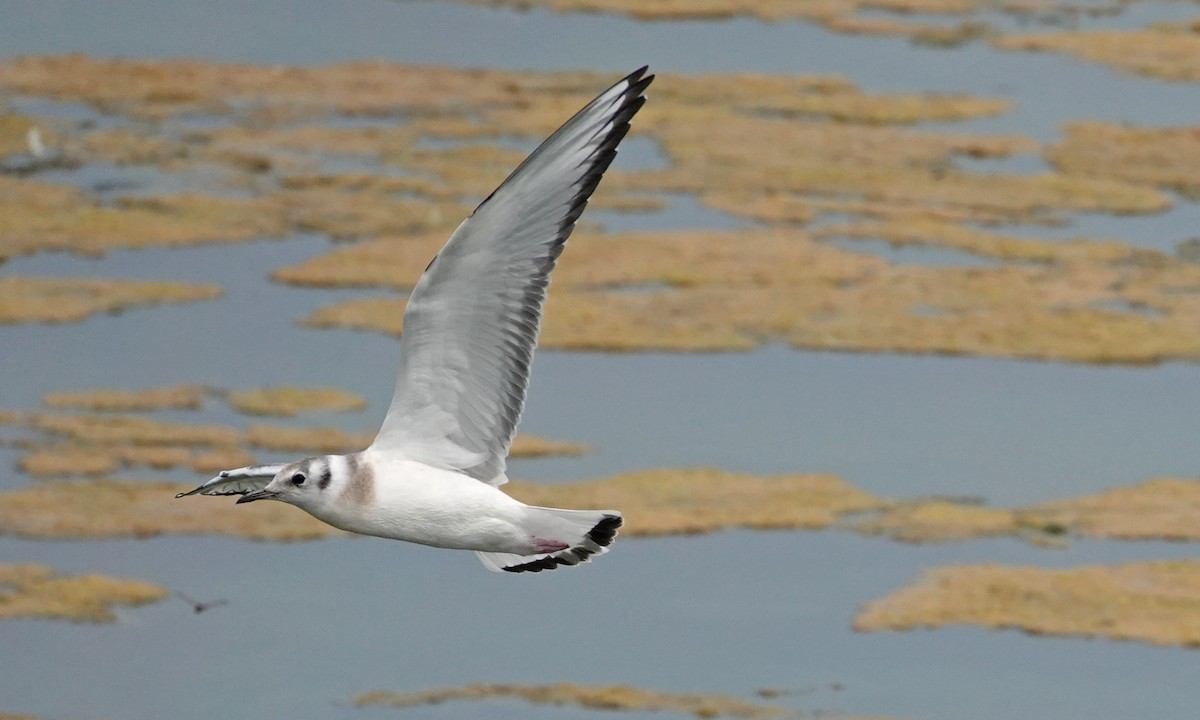Bonaparte's Gull - ML640013368