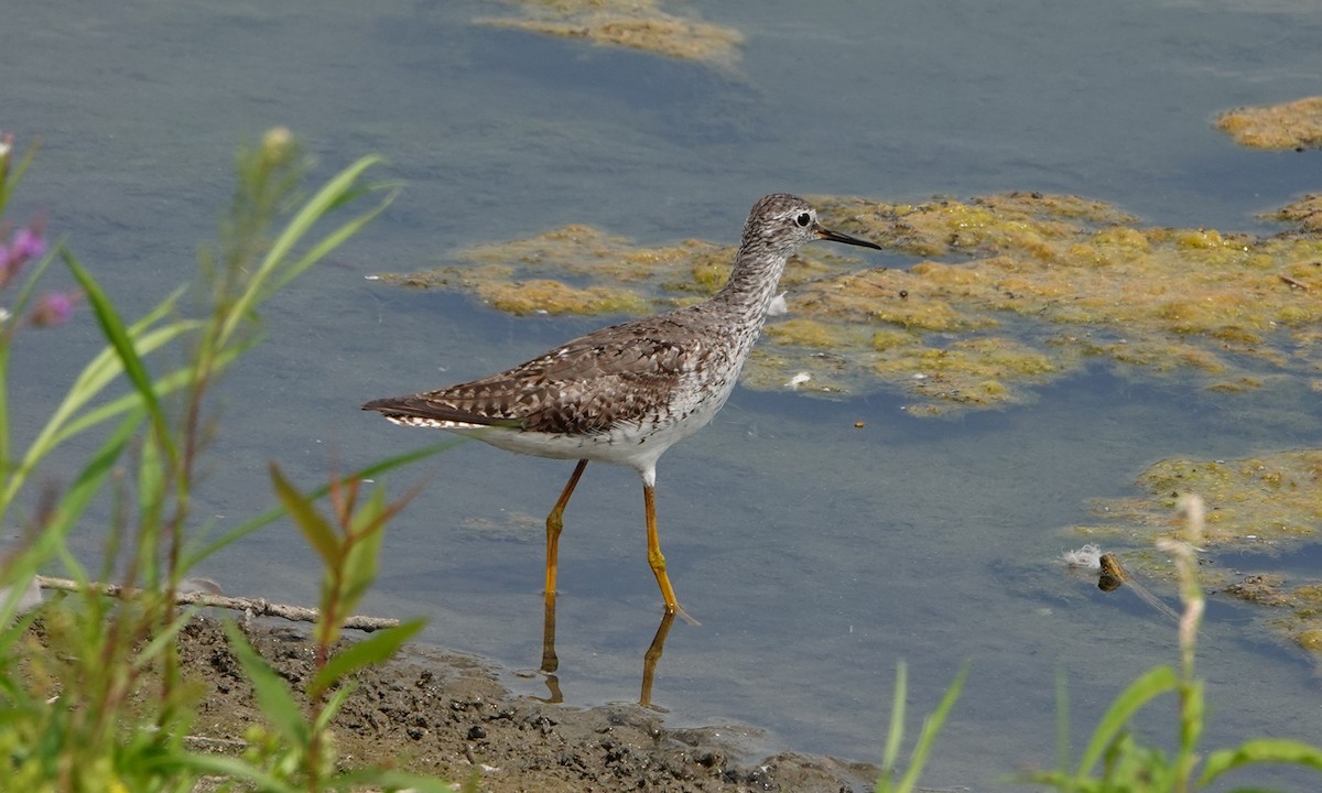 Lesser Yellowlegs - ML640013374