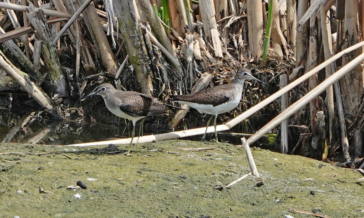 Solitary Sandpiper - ML640013378