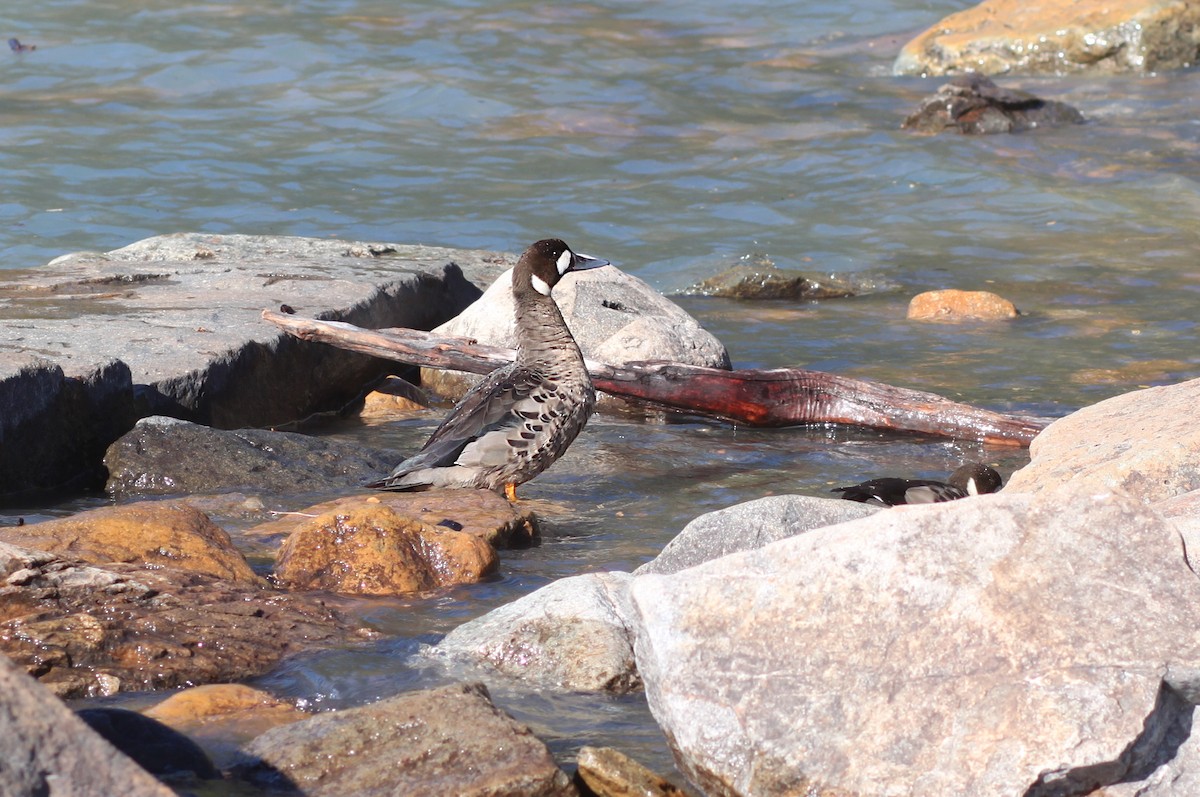 Spectacled Duck - ML640013386