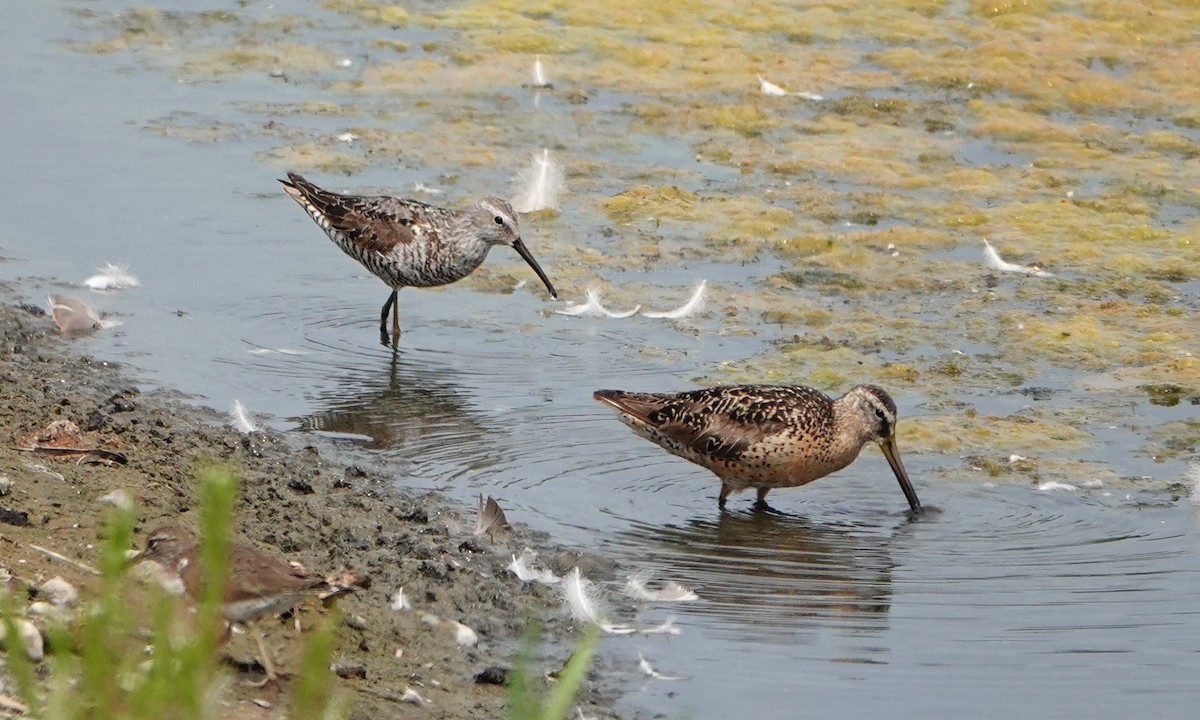Stilt Sandpiper - ML640013389