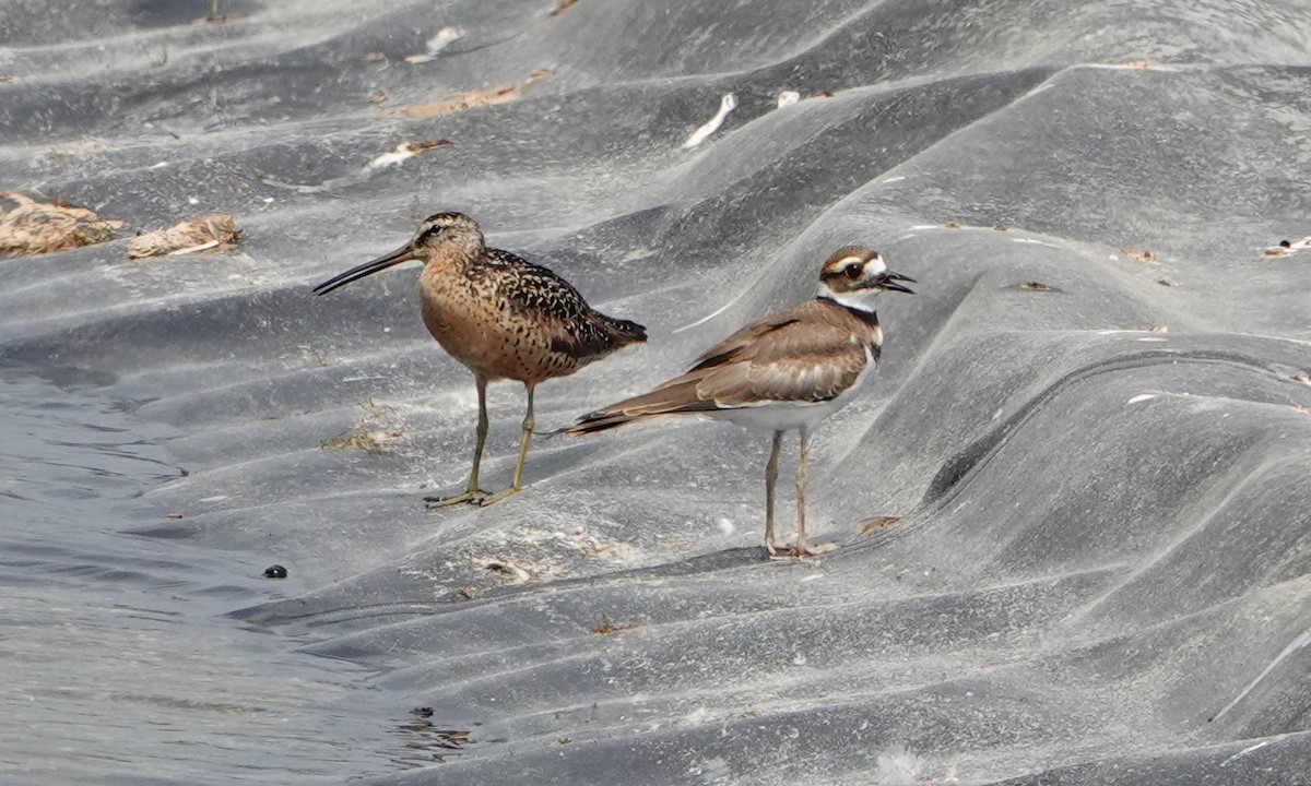 Short-billed Dowitcher - ML640013395