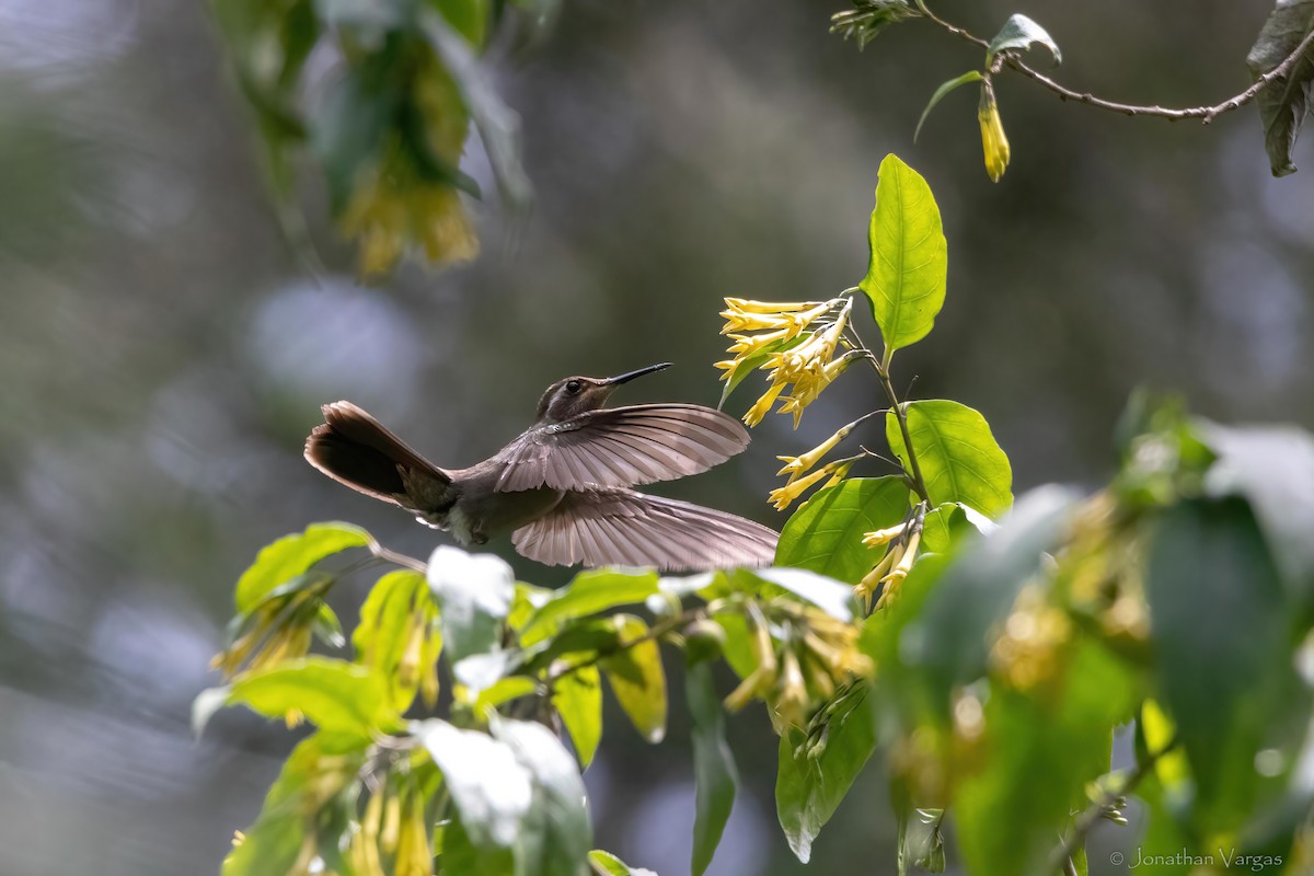 Amethyst-throated Mountain-gem - ML640013402